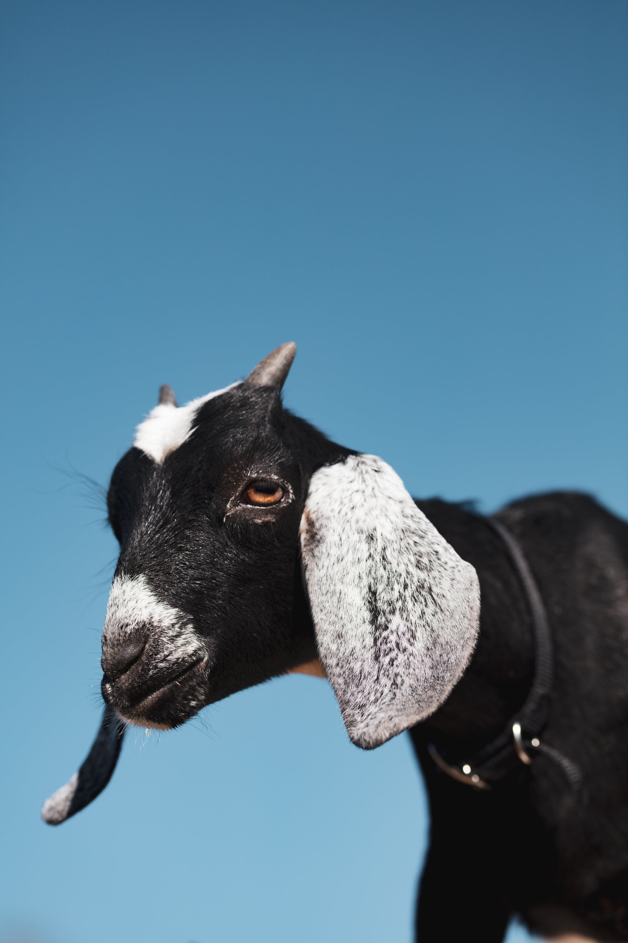 Beautiful Nubian goat with long white ears