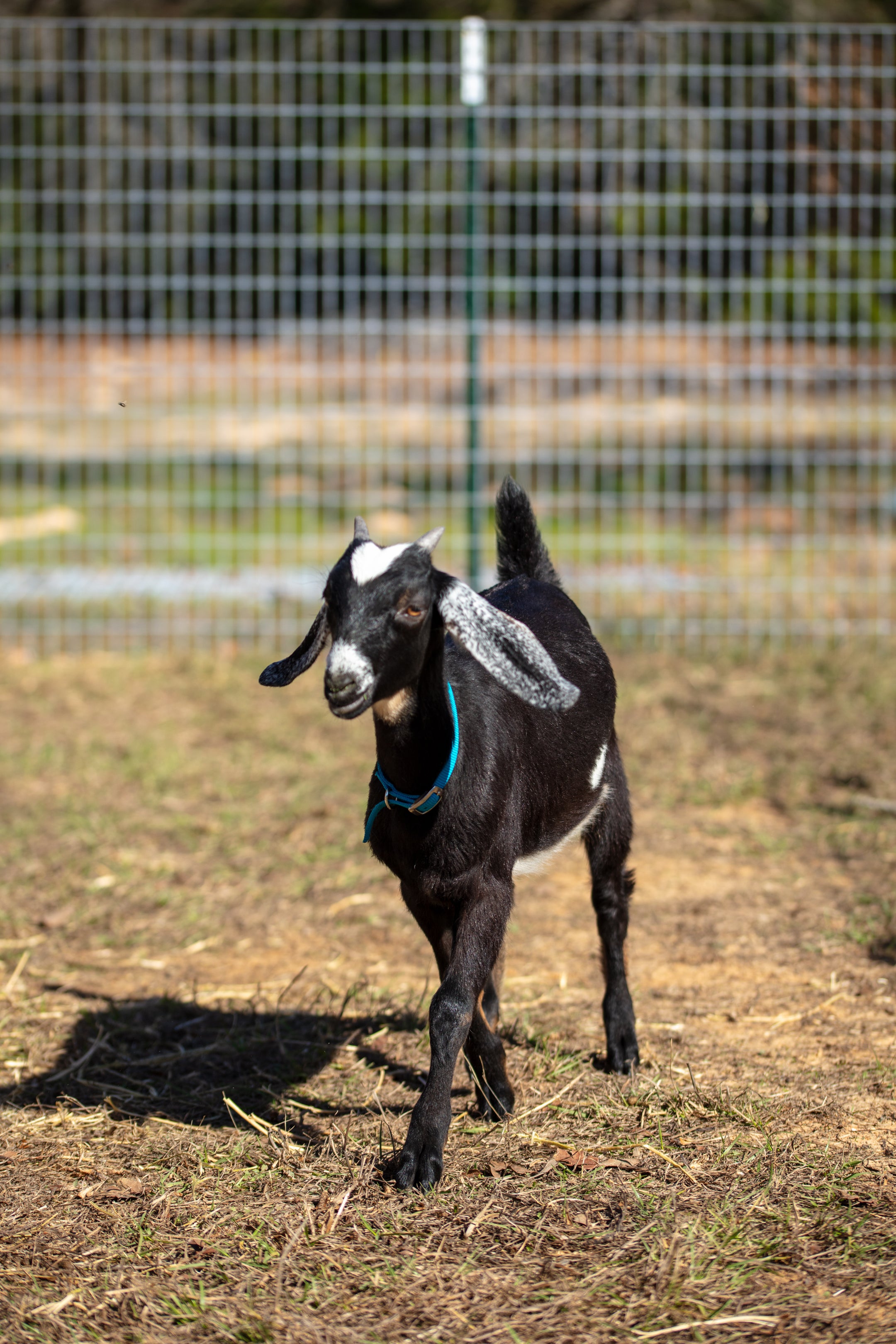 Black Nubian goat walking