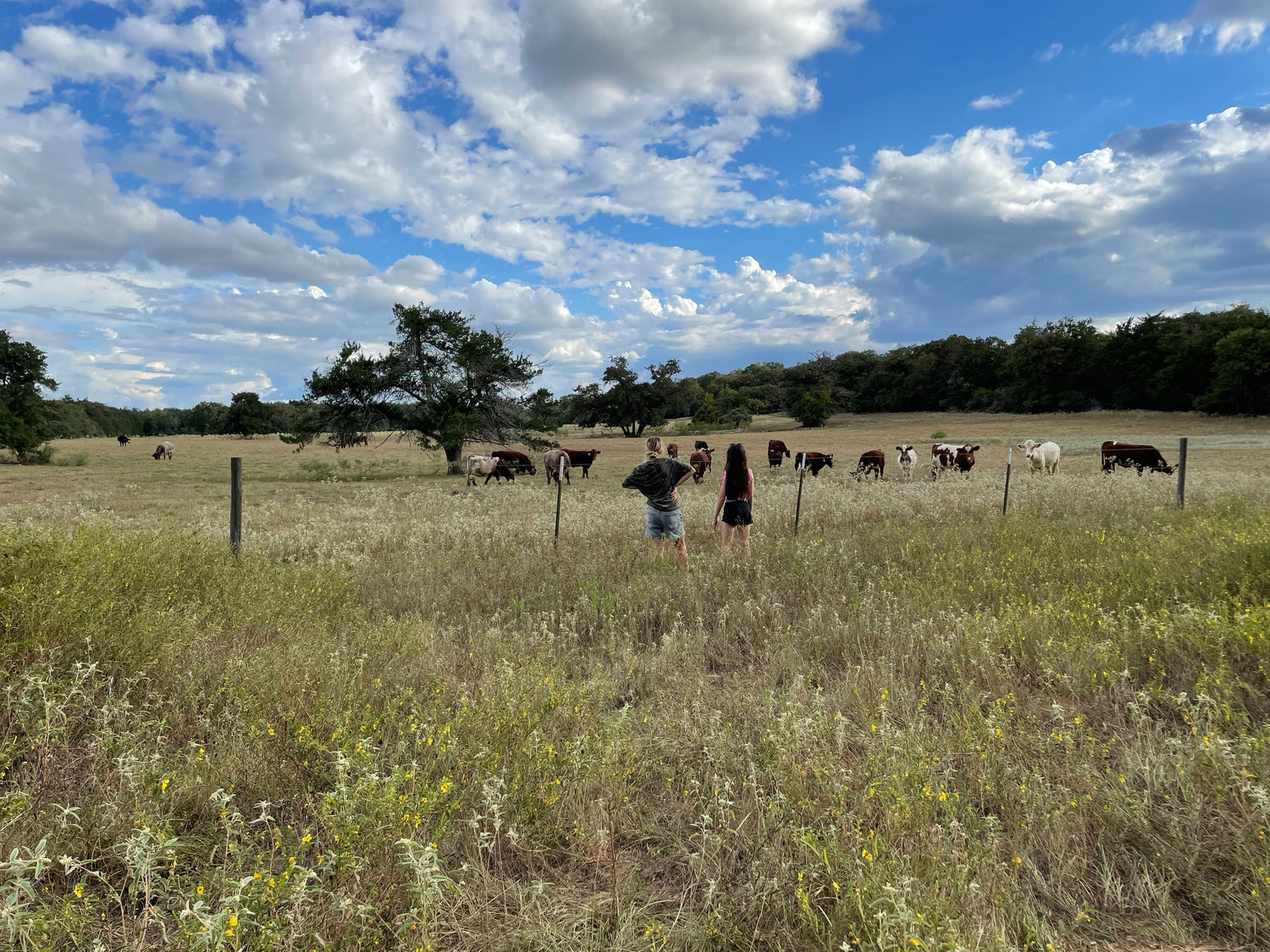 CHSLDRANCH Caldwell Texas looking out into pasture of cows
