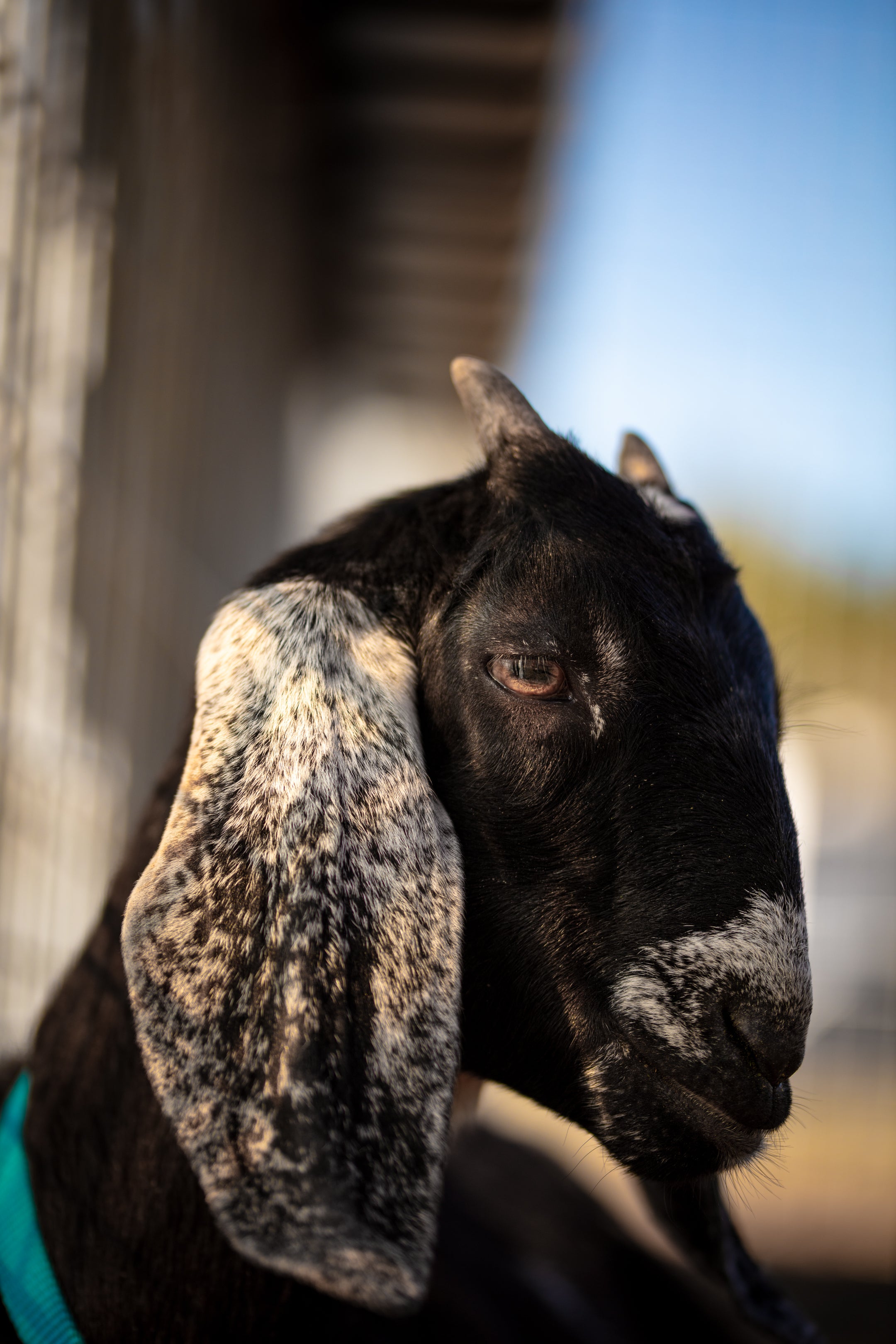 Black Nubian goat with long ears and brown eyes 